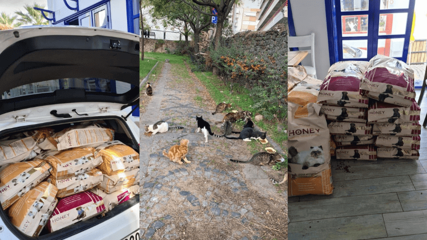 İzmir depremi sonrası mama dağıtım ve bağış etkinliği